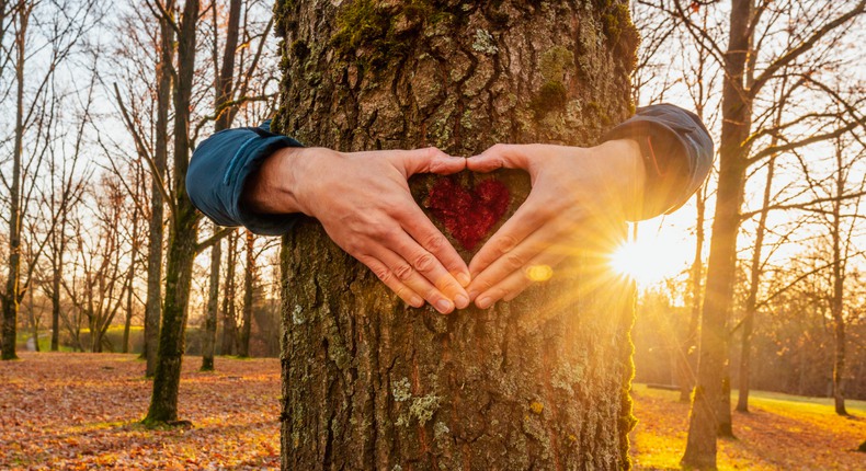Två armar omfamnar en trädstam och händerna formar ett hjärta. Marken är fylld av bruna hyöstlöv och bakom trädet syns andra trädstammar i solens ljus.